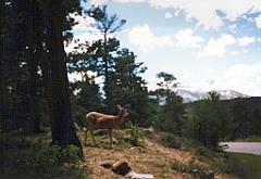 1997 - USA 035 (Rocky Mountain National Park, CO)